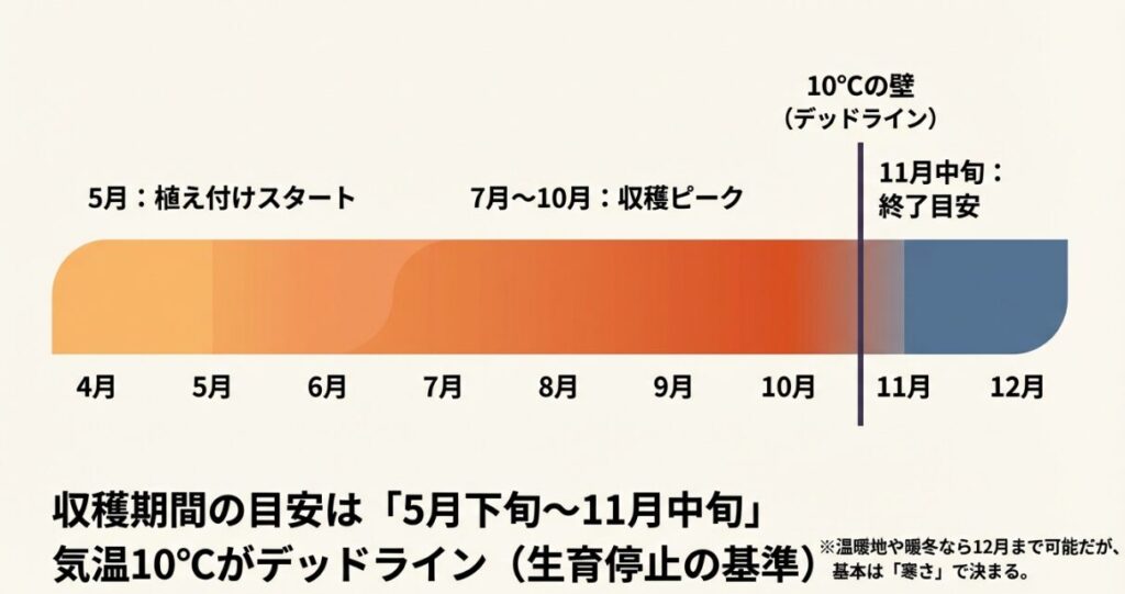 ピーマン栽培の月別スケジュール表。5月植え付けから11月中旬の終了目安まで。気温10度が生育停止の基準であることを示す図。