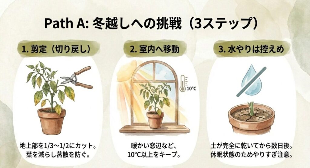 地上部をカットする剪定、室内への移動、控えめな水やりという冬越しの3ステップを示すイラスト。