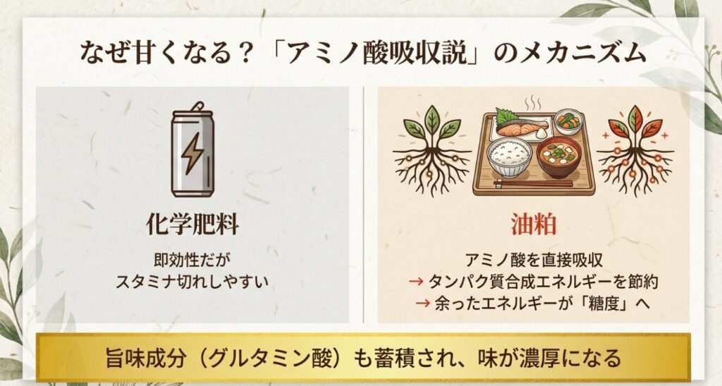 油粕のアミノ酸を根が直接吸収し、タンパク質合成エネルギーを節約して糖度へ回すメカニズムの図解