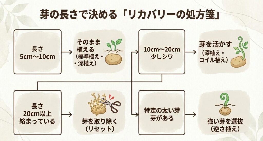 ジャガイモの芽の長さに応じた植え方の判断基準チャート。5cm〜10cmは標準植え、20cm以上や絡まっている場合は芽かき（リセット）を推奨。