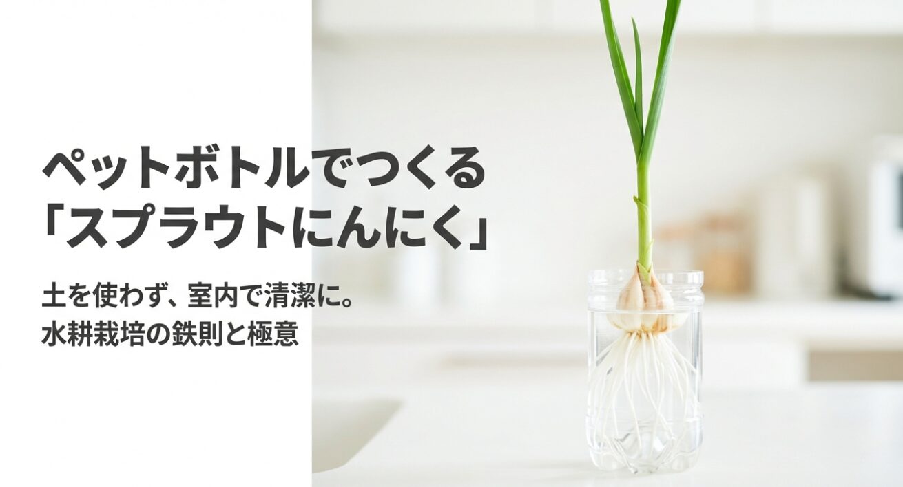 土を使わず清潔に室内でできる、スプラウトにんにく水耕栽培のイラスト解説。虫がつかず廃材利用でエコな栽培方法。