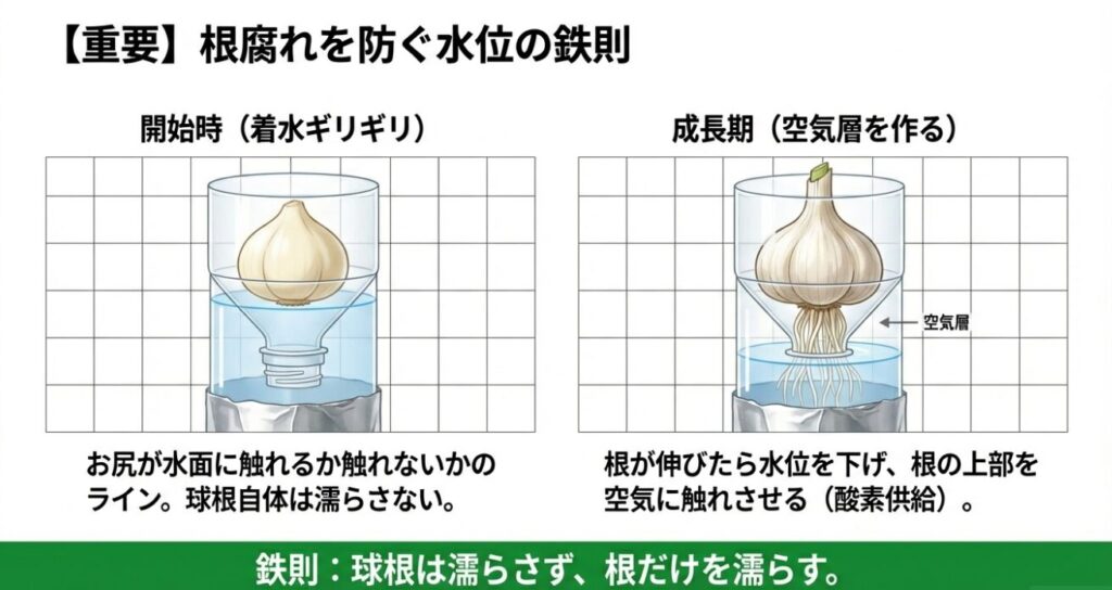 にんにく水耕栽培の水位管理図解。成長に合わせて水位を下げ、根の一部を空気に触れさせることで酸素供給を行い根腐れを防ぐ方法。