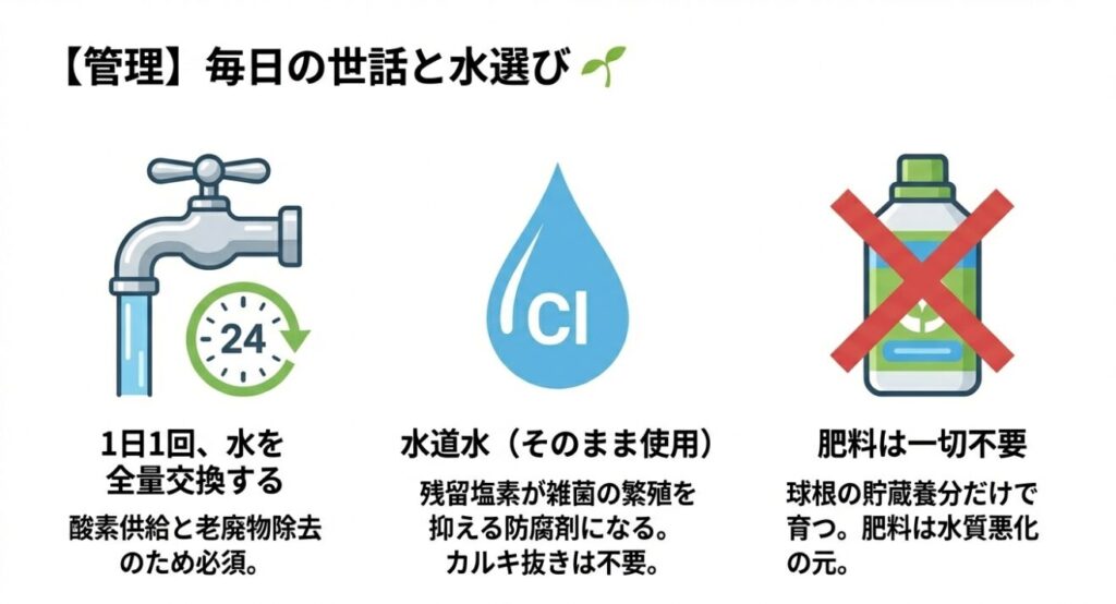 水耕栽培の日々の管理方法。1日1回の全量水換えと、カルキ抜き不要の水道水を使うメリット（残留塩素による防腐効果）の解説。