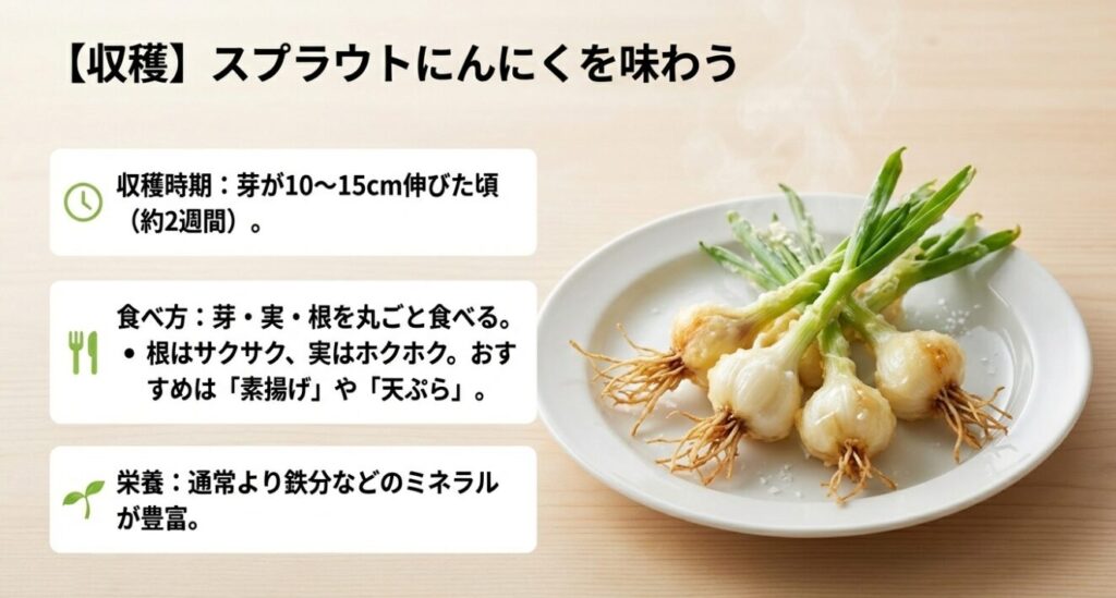 芽が10〜15cm伸びた収穫適期のスプラウトにんにく。芽・実・根を丸ごと食べる方法と、通常より豊富な鉄分などの栄養価について。