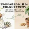 アボカドの水栽培から土植えへの植え替え完全ガイドの表紙イラスト