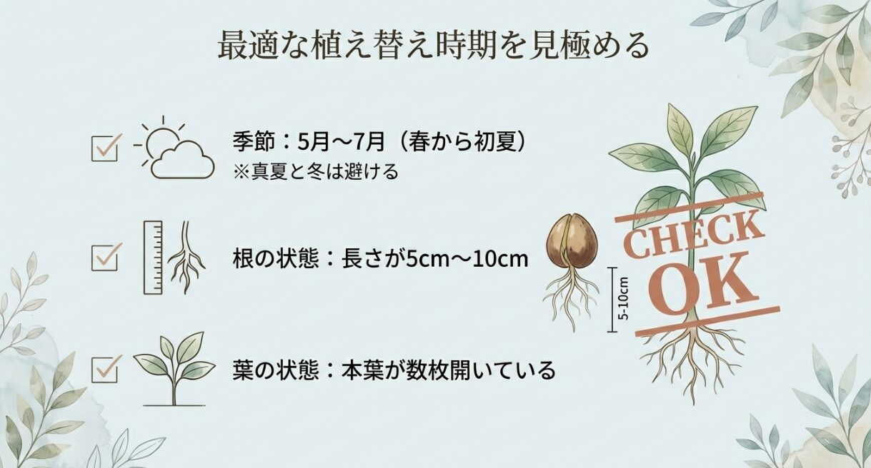 アボカド植え替えの最適な季節(5月〜7月)と根・葉の成長目安チェックリスト