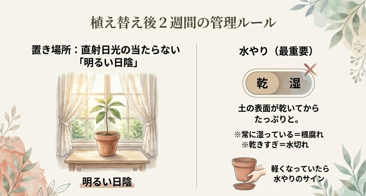 植え替え後2週間の管理ルールである明るい日陰への配置と水やりのタイミング