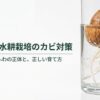 水に入ったアボカドの種から根が出ている水耕栽培の様子