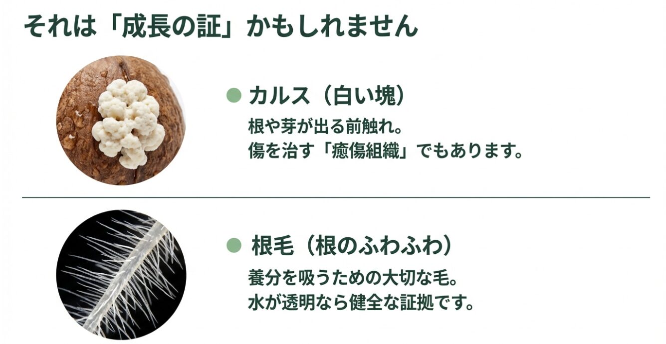 アボカドの種にできたカルス（白い塊）と根に生えた根毛（白い毛）の解説図