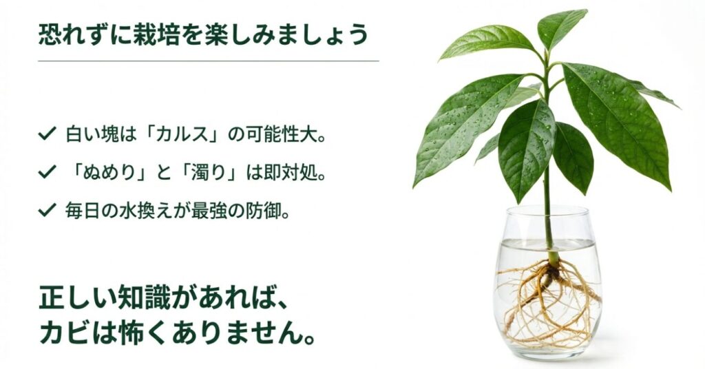 正しい知識と水換えでカビは対策できるというアボカド栽培のまとめメッセージ