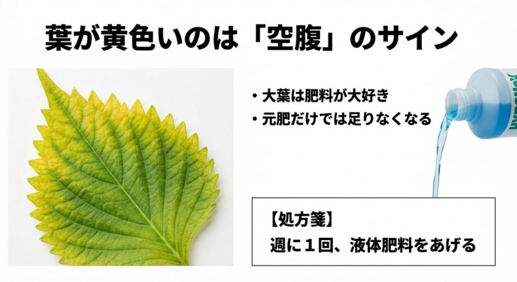 黄色く変色した大葉の葉の写真。「葉が黄色いのは空腹のサイン」というキャッチコピーと、週1回の液体肥料を推奨する解説スライド。