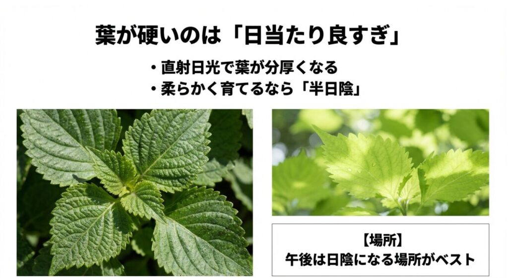 直射日光で硬くなった葉と半日陰で育った葉の比較。柔らかく育てるためには午後は日陰になる場所がベストであることを解説するスライド。