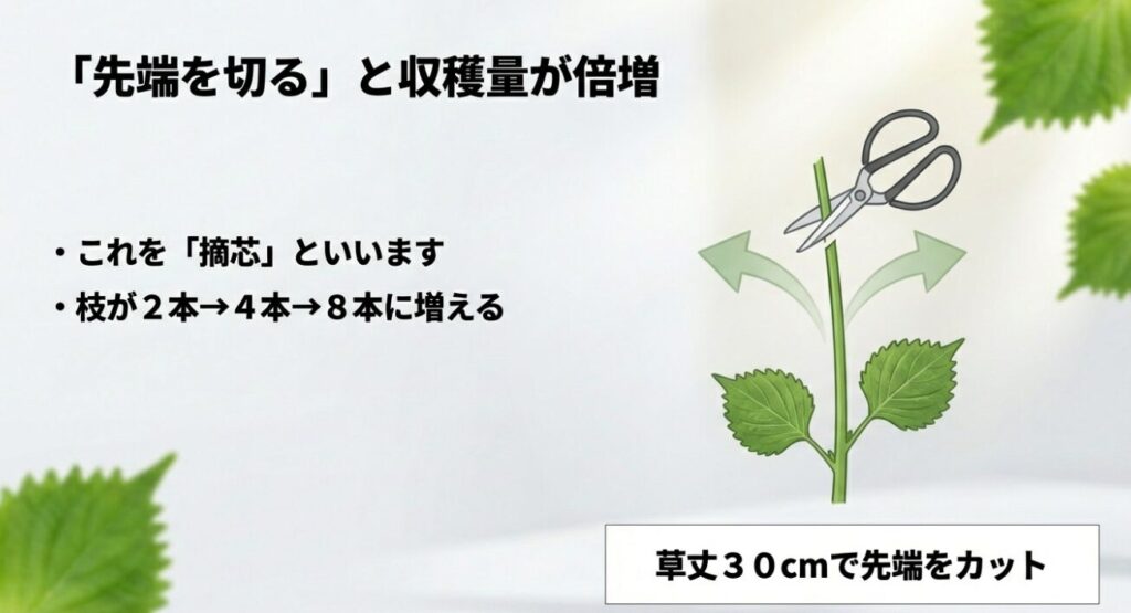 大葉の茎をハサミで切るイラスト図解。「摘芯」によって枝が2本から4本、8本へと増える仕組みを解説したスライド。