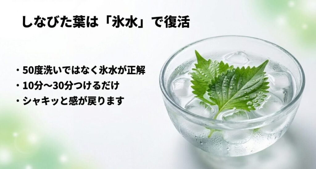 収穫後にしなびてしまった大葉を、50度洗いではなく氷水に10分〜30分つけることで復活させる方法を紹介するスライド。