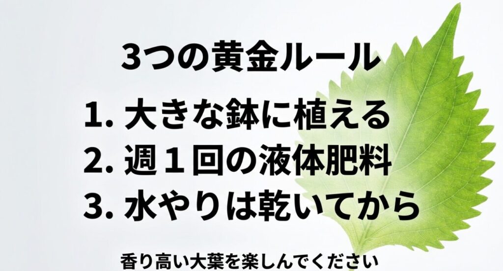 「大きな鉢に植える」「週1回の液体肥料」「水やりは乾いてから」という、大葉栽培を成功させる3つの重要ポイントをまとめたスライド。