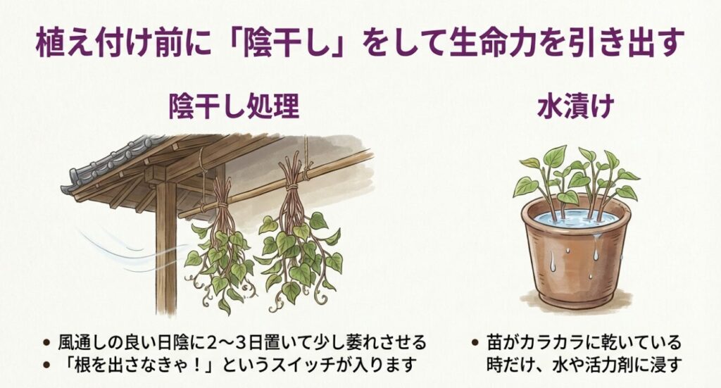 さつまいもの植え付け時期！失敗しない最新版カレンダーと気温の関係 - saien-Labo