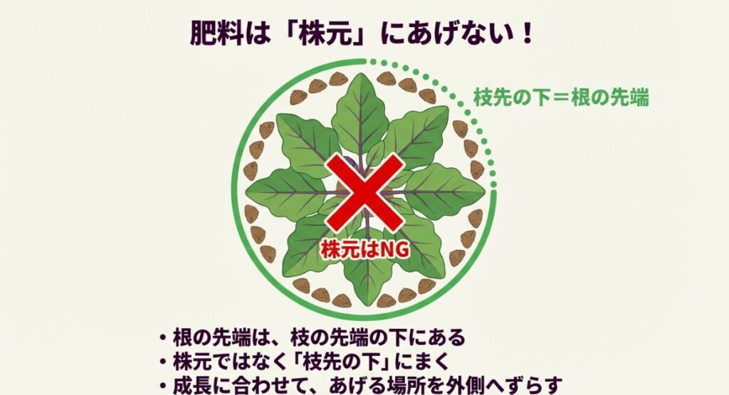 ナスの株元ではなく、根の先端がある枝先の下に肥料を撒くべきことを示すイラスト。