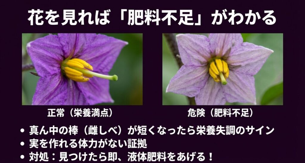 正常なナスの花（雌しべが長い）と肥料不足の花（雌しべが短い）の比較写真。