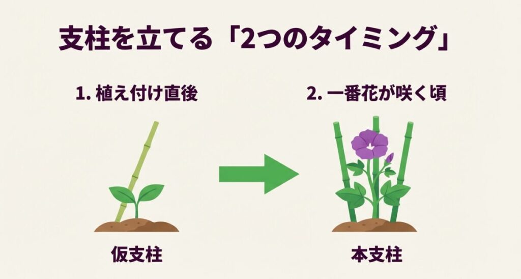 ナスの支柱立てのタイミング、植え付け直後の仮支柱と一番花が咲く頃の本支柱のイラスト解説