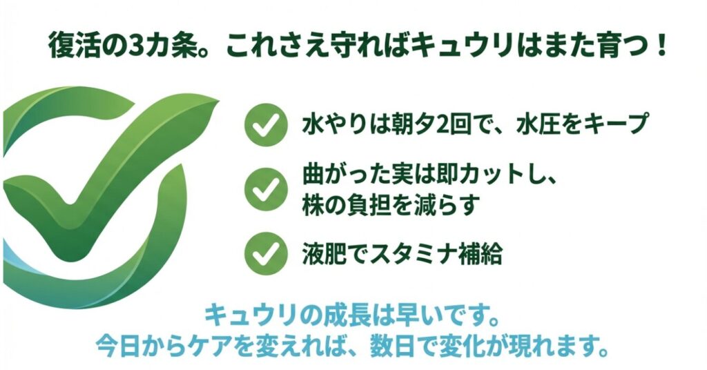 キュウリを復活させるための3つのポイント(水やり・摘果・液肥)をまとめた要約スライド