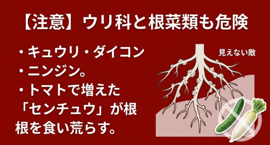 トマトの根に寄生するネコブセンチュウのイラスト。後作のキュウリやダイコンの根を食い荒らすリスクがあることを警告。