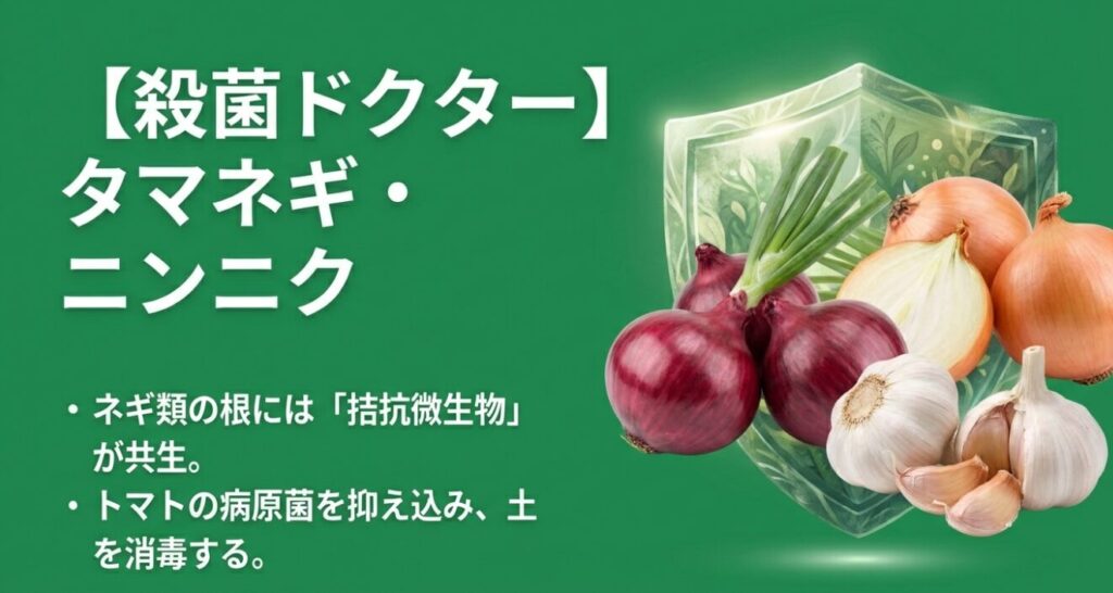 タマネギやニンニクの根に共生する拮抗微生物が、トマトの病原菌を抑え込んで土を消毒する効果を図解。