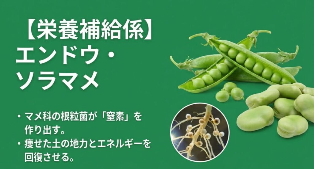 エンドウやソラマメの根粒菌が窒素を作り出し、トマト栽培で痩せた土の地力とエネルギーを回復させる仕組み。