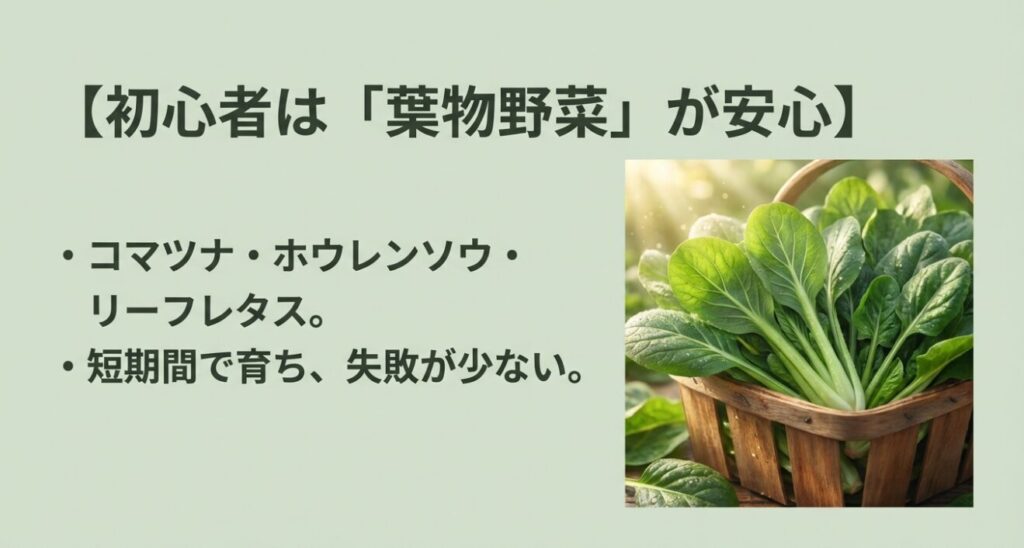 コマツナ、ホウレンソウ、リーフレタスなどの葉物野菜は、短期間で育ち初心者でも失敗が少ないことを紹介。