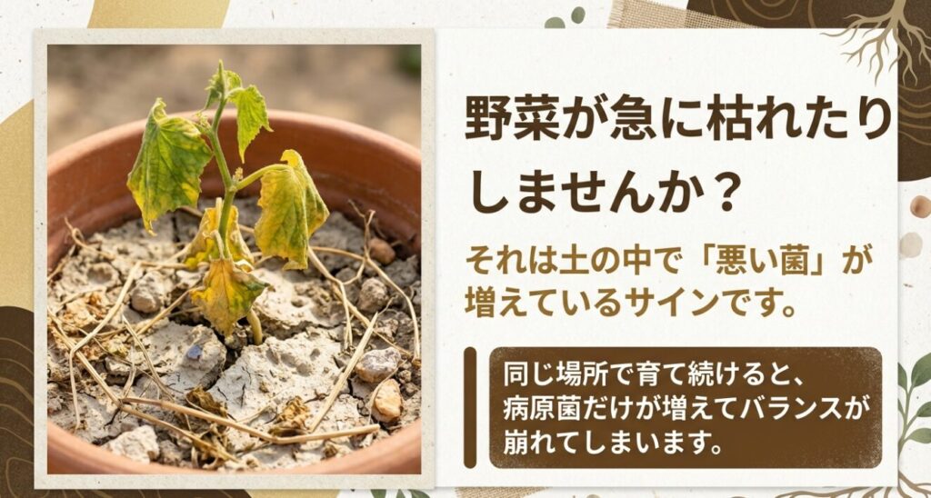 鉢植えで枯れてしまった野菜の苗。土の中で悪い菌が増えバランスが崩れているサインを示している。