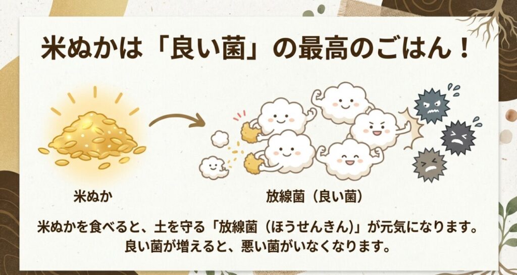 米ぬかを餌にして放線菌などの良い菌が元気になり、悪い菌がいなくなる様子を描いたイラスト。