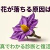 紫色のナスの花のアップ画像と、ナスの花が落ちる原因と復活術のタイトル