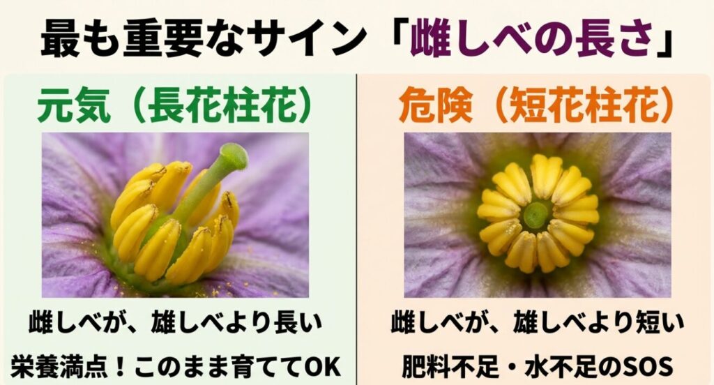 長花柱花（元気なサイン）と短花柱花（危険なサイン）を比較した写真。雌しべが雄しべより長いものと短いものの違い。