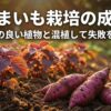さつまいも栽培の成功術。相性の良い植物と混植して失敗を防ぐ方法の解説スライド表紙。