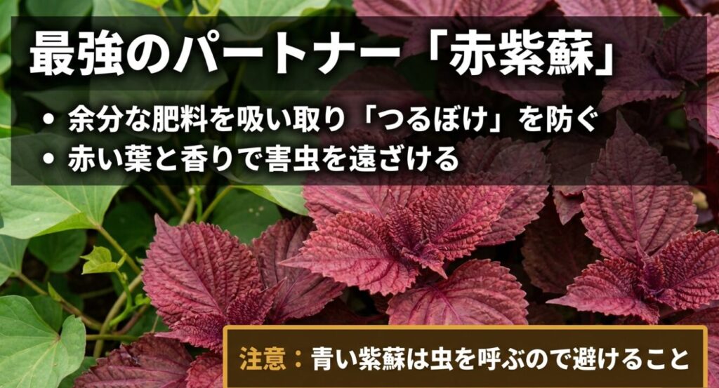 最強のパートナー赤紫蘇の効果。余分な肥料を吸い取りつるぼけを防ぎ、赤い葉と香りで害虫を遠ざける。