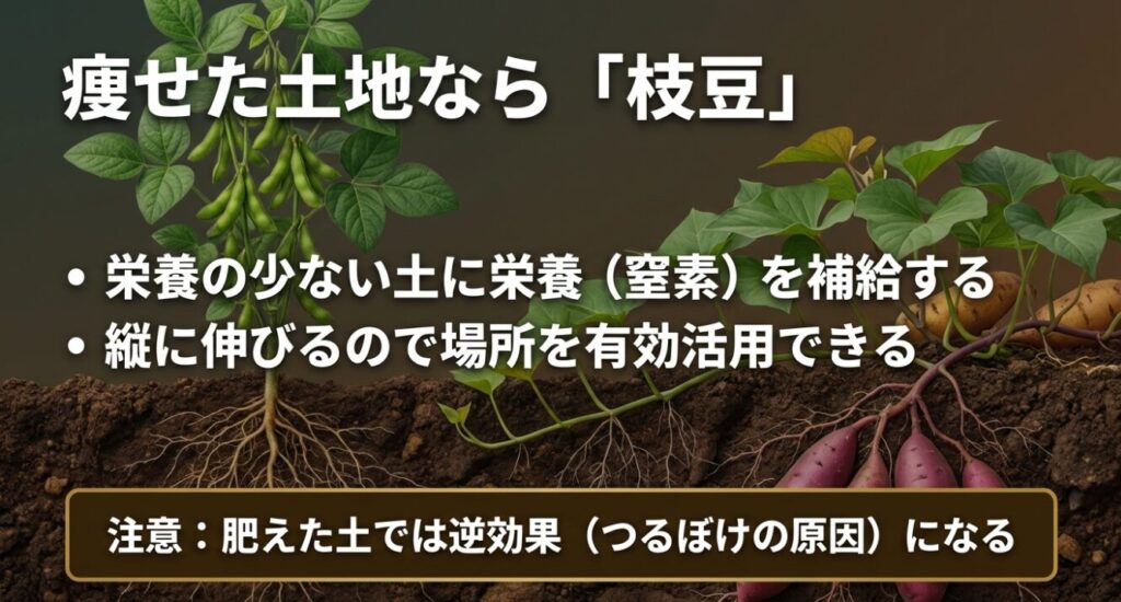 痩せた土地なら枝豆を混植。栄養の少ない土に窒素を補給し、縦に伸びるので場所を有効活用できる。