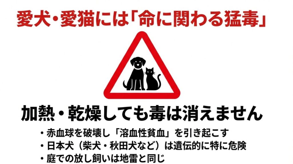 犬と猫のシルエットと赤い警告マーク。加熱・乾燥しても消えない毒が赤血球を破壊し、溶血性貧血を引き起こす危険性について。特に日本犬（柴犬・秋田犬）は注意が必要 。