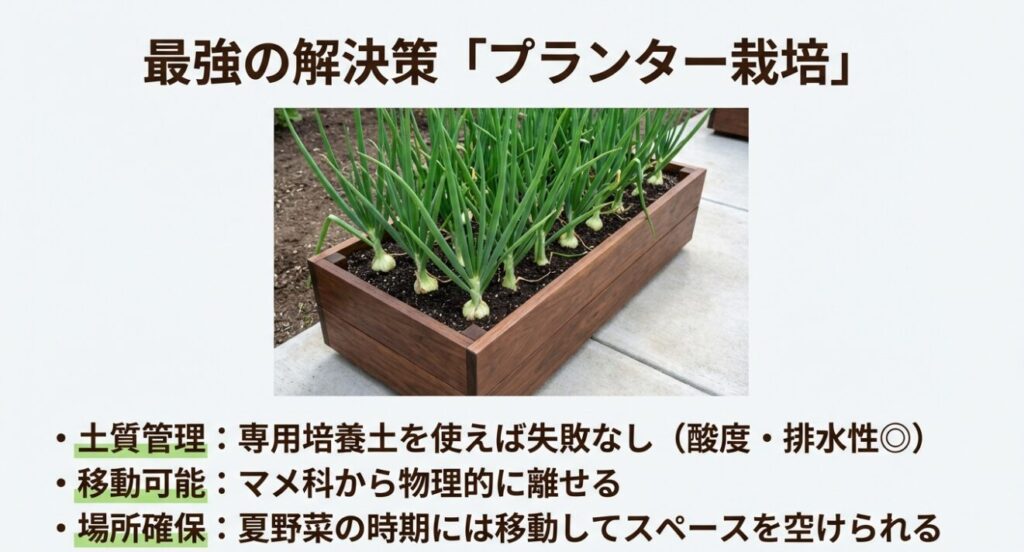 木製プランターで元気に育つ玉ねぎの画像。専用培養土による土質管理の容易さ、マメ科からの物理的な隔離、夏野菜時期の移動可能性などのメリットを解説 。