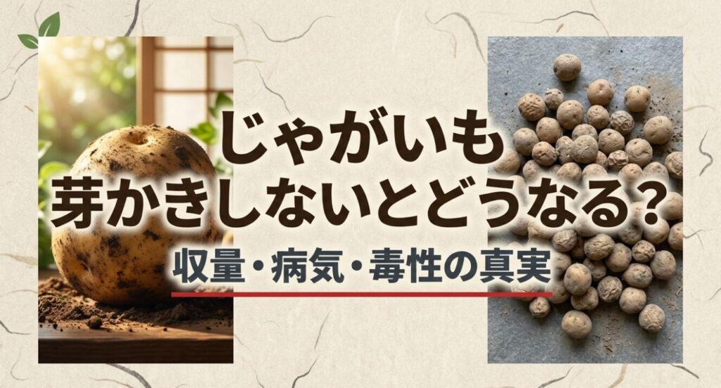 ジャガイモの芽かきをしないとどうなる？収量・病気・毒性の真実についてのスライド表紙