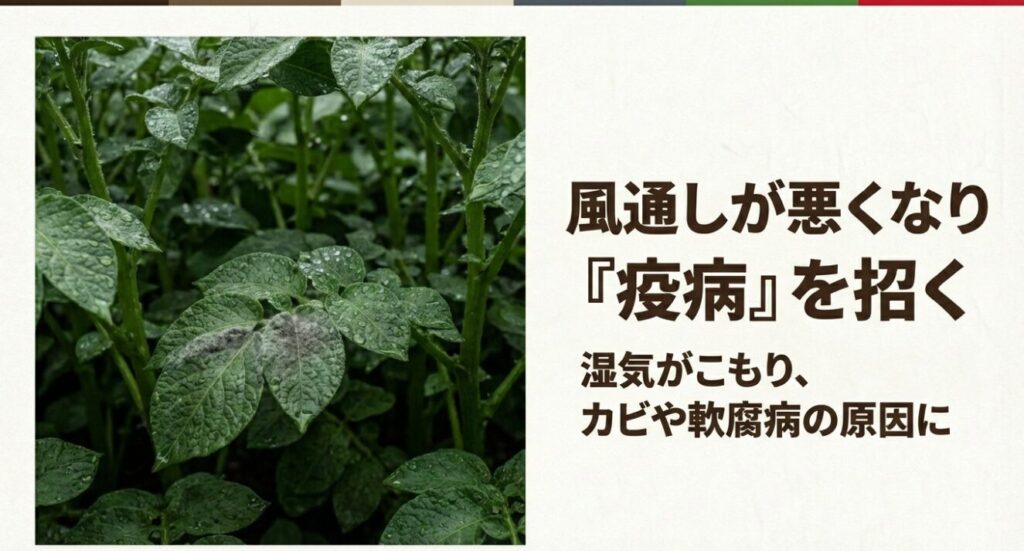 葉が茂りすぎて風通しが悪くなり、湿気によって疫病や軟腐病を招く様子