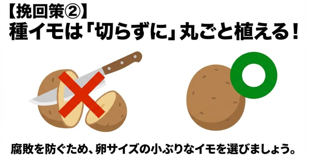 遅植え時の腐敗を防ぐため種イモを切らずに植える「丸ごと植え」のイラスト