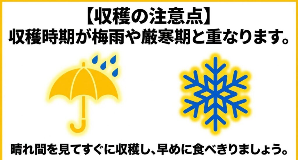 収穫時期が梅雨や冬の寒さと重なる際のリスクと早めの収穫を促すイラスト