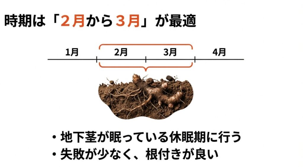 1月から4月のスケジュール図。2月から3月が植え替えの適期であることを示すカレンダー