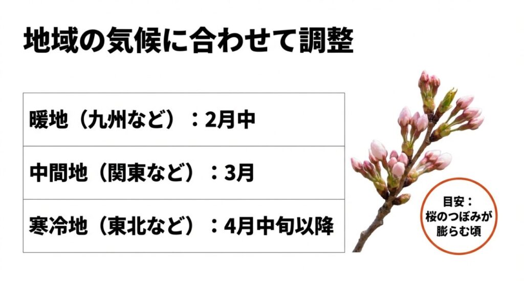 桜のつぼみが膨らみ始めた枝のイラスト。ミョウガ植え替え開始の自然のサイン