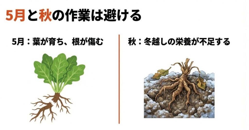 5月の植え替えで根が切れる様子と、秋の植え替えで越冬栄養が不足する様子の図解