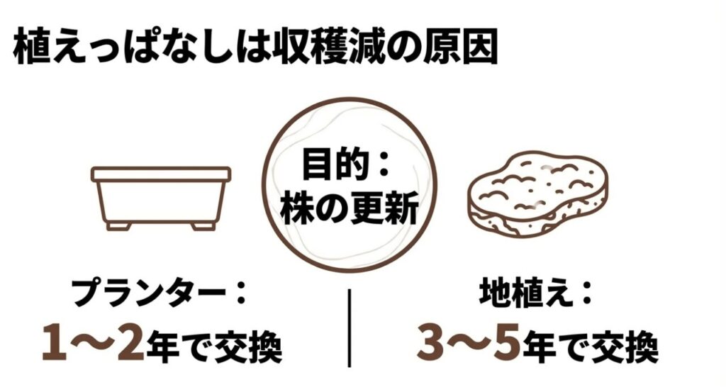 根詰まりを起こした古い地下茎の断面図と、プランター・地植えそれぞれの植え替え推奨年数