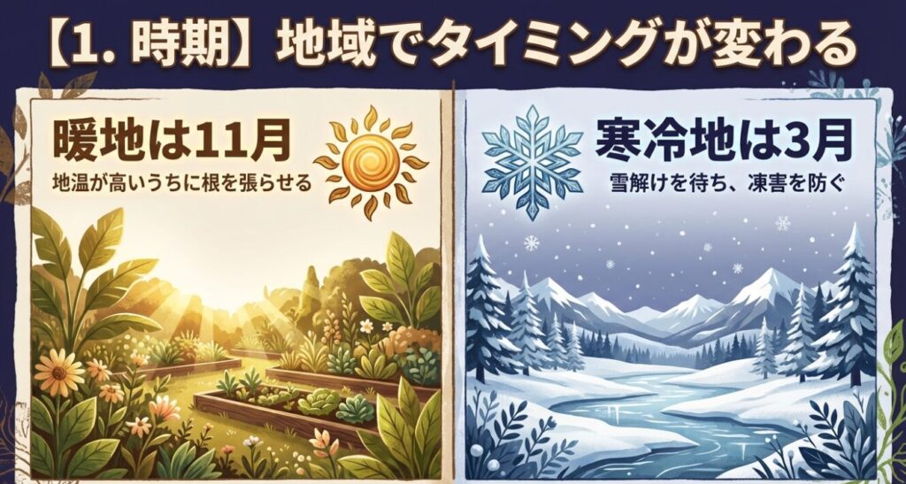 ブルーベリー植え替え時期の目安(暖地は11月、寒冷地は3月)