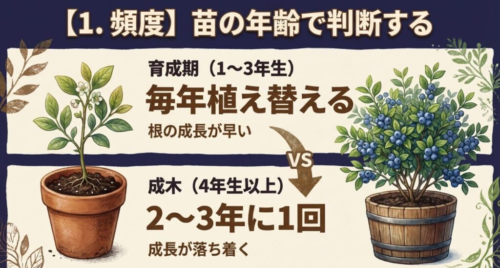 ブルーベリーの樹齢別植え替え頻度(育成期は毎年、成木は2〜3年に1回)
