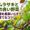 ツルムラサキと相性の良い野菜を紹介するスライドの表紙