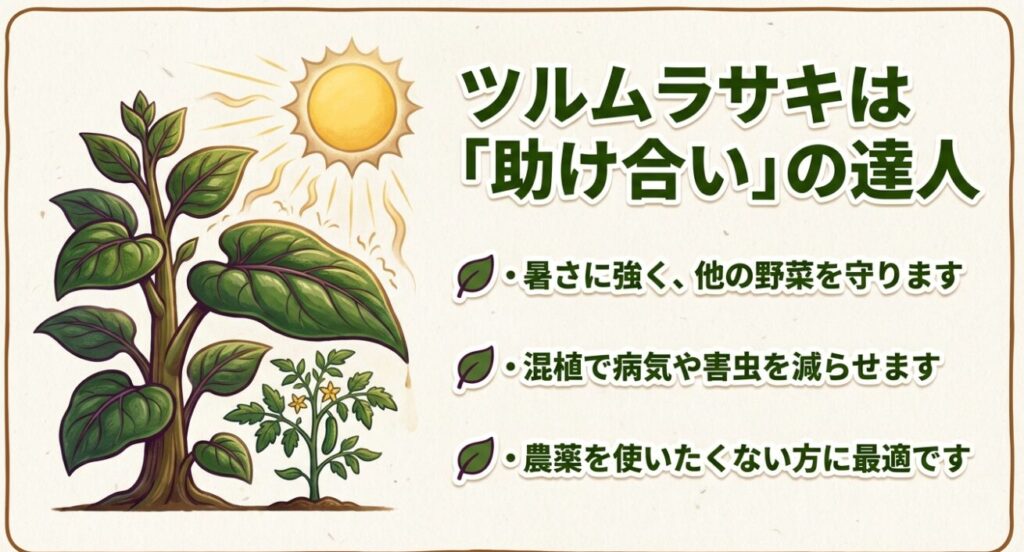 ツルムラサキが他の野菜を暑さや害虫から守り助け合う効果の解説
