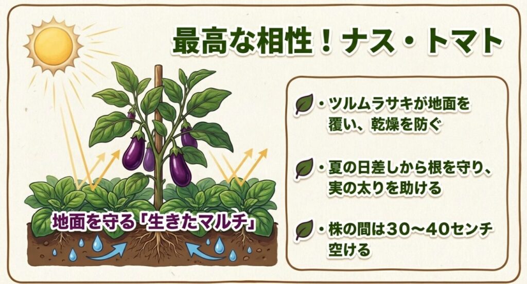 ナスの足元をツルムラサキが覆い、乾燥を防ぐ生きたマルチの図解